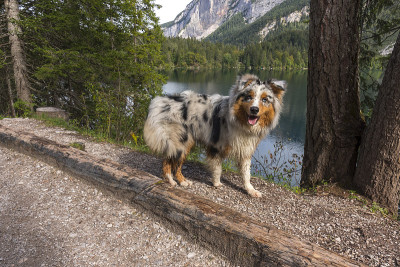 澳大利亚牧羊犬在托维尔湖岸边奔跑