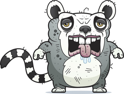 累了丑陋的狐猴