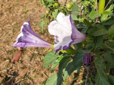 这是曼陀罗的一朵花。