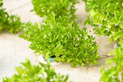 Aquaponics”蔬菜
