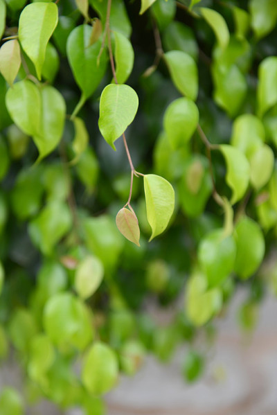 benjamina leaves