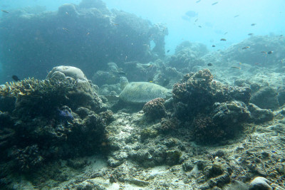 Turtles Sipadan记得