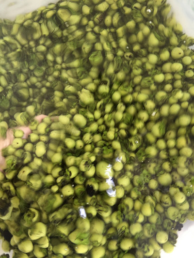 新鲜成熟的黑檀木果实为泰国本土丝绸或织物染色