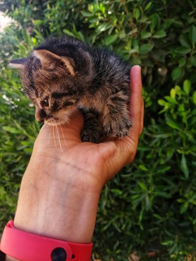 毛茸茸的小猫
