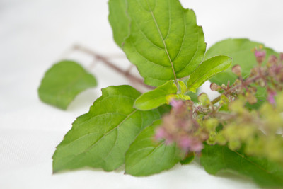 tulasi叶(Ocimum tenuiflorum)分离特写