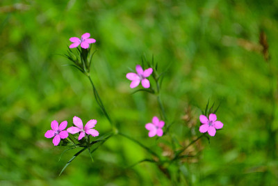 Deptford粉红色(石竹)野花