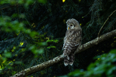 乌拉尔猫头鹰(Strix uralensis)