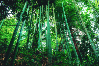 近距离观察植物园里的绿叶竹树。乔治亚州,巴统