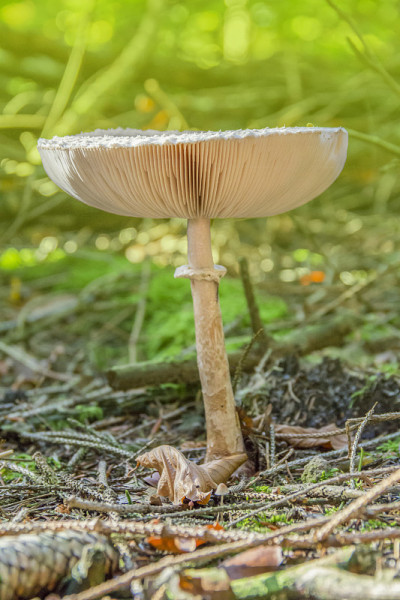 阳伞蘑菇