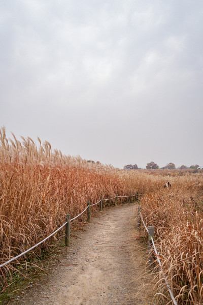 草原稻田秋色如画，大地自然