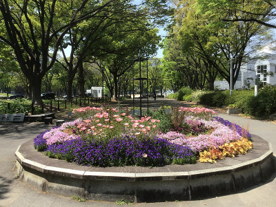 茂盛的公园