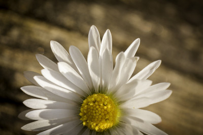 Margarida