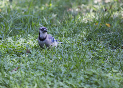 蓝鸟 (Cyanocitta cristata cristata)