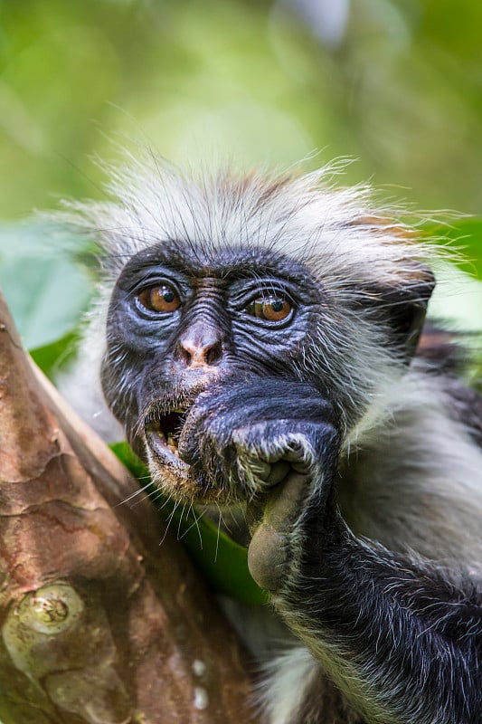 濒危的桑给巴尔红疣猴(Procolobus kirkii)， Joza