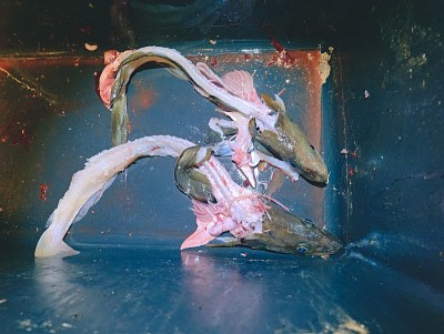 Selling fresh killed fish in plastic box. Plastic 