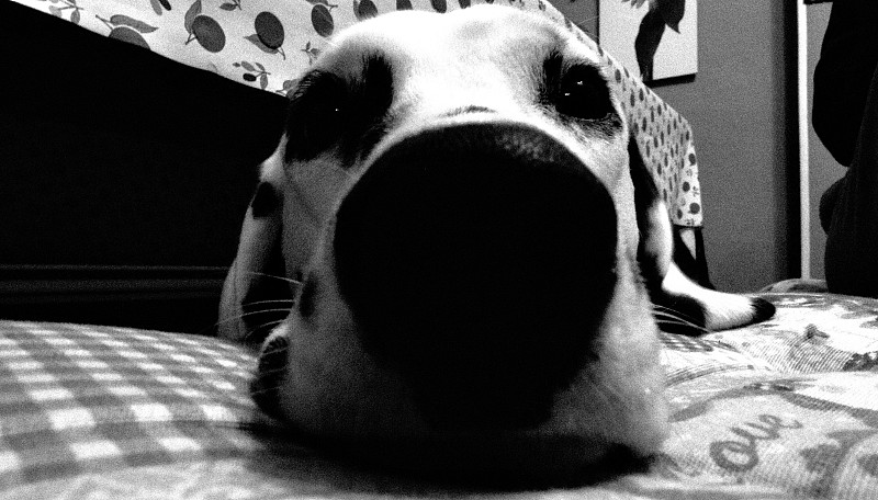 狗