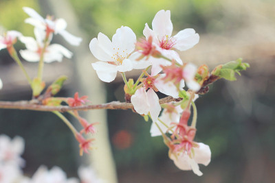 樱花
