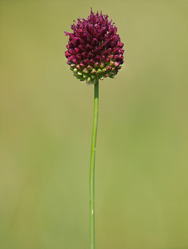 圆头韭菜或紫色花蒜的花头。葱属植物rotundum