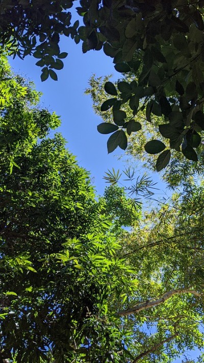 墨西哥森林树叶(图3)