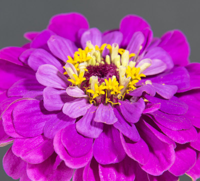 宏Zinnia