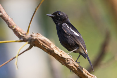鸟儿栖息在树枝上的形象。野生动物。Pied Bushchat (Saxicola caprata)
