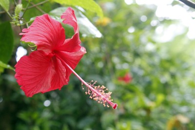 芙蓉花盛开了
