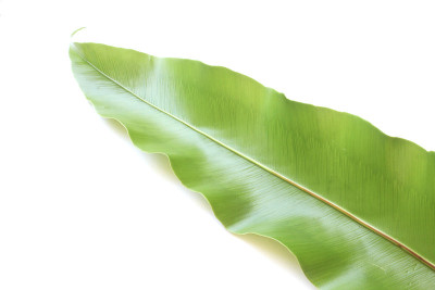 孤立在白色背景上的蕨类