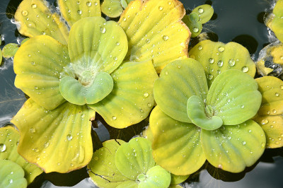 池塘里的植物