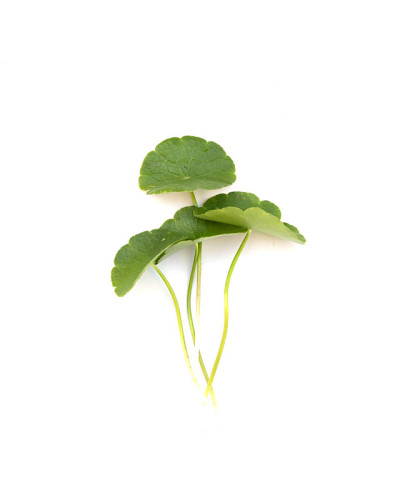亚洲Centella。