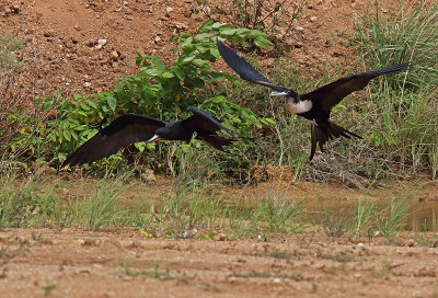 Great Frigatebird