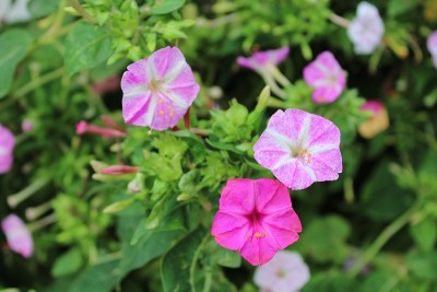 花和自然