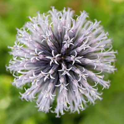Eryngium头状花序