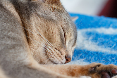 小阿比西尼亚猫睡觉在蓝色格子特写