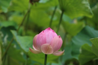 印度莲花的蓓蕾，莲，毛里求斯，印度洋