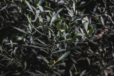 热带植物叶片背景纹理呈绿色