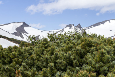阿瓦查火山附近的雪松
