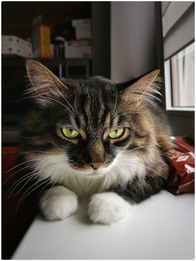 绿眼睛的猫