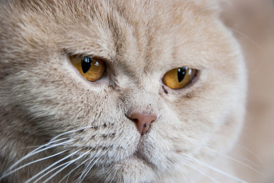 英国短毛猫奶油