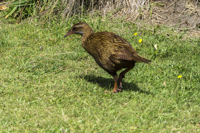 新西兰的Wild Weka