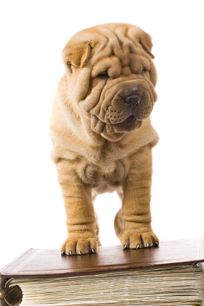 Sharpei狗