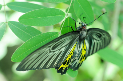 黄金birdwing