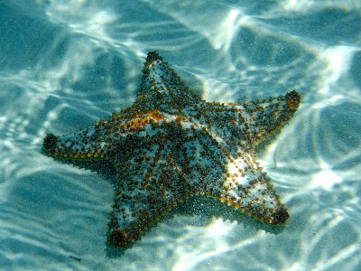 海星