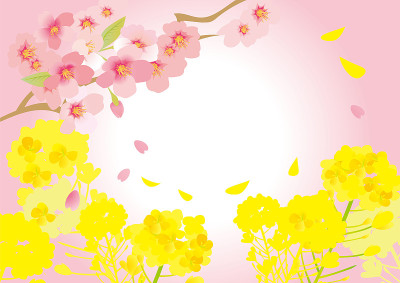 日本油菜花和樱桃树的插画