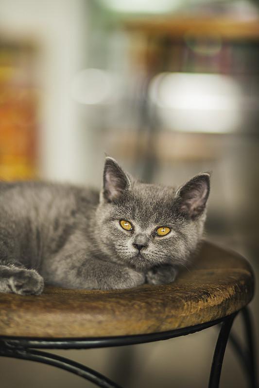 可爱的小猫，俄罗斯蓝品种
