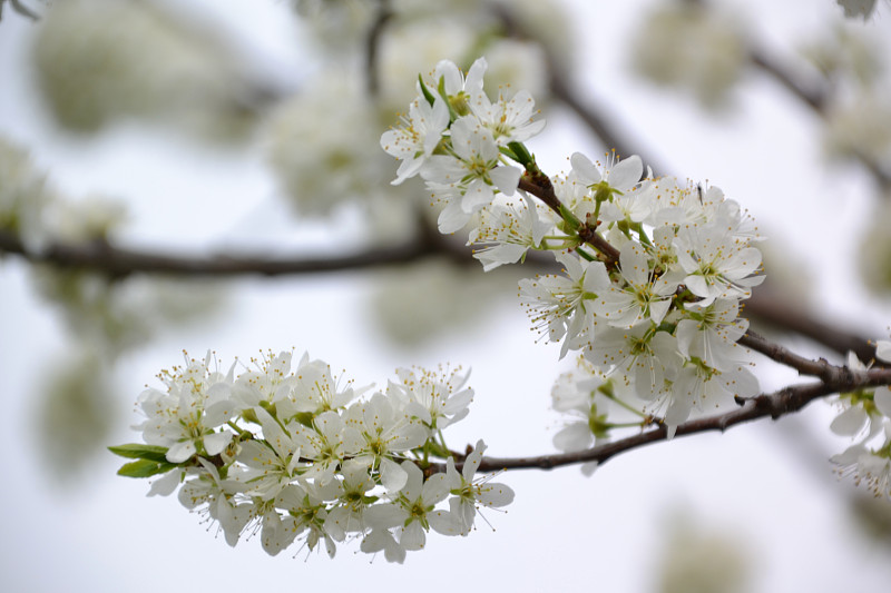 梅，花，白，花，自然，春，花园