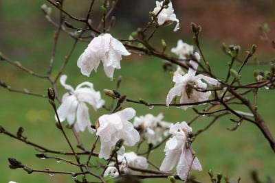 玉兰花盛开