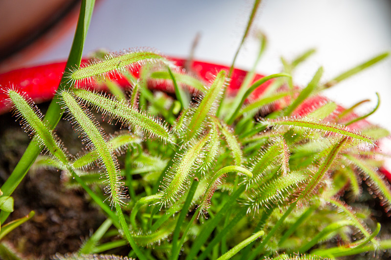 毛毡苔、荠菜属食肉植物近景