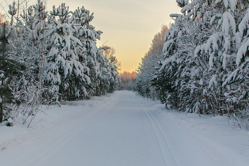 黄昏森林里的滑雪道