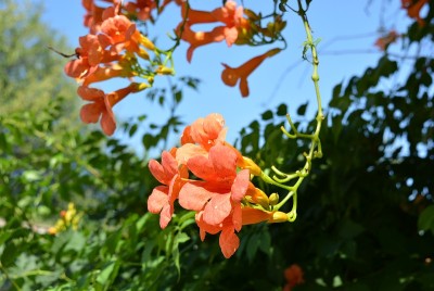 桔红色的长圆形野菊花，在绿色灌木的背景下长有绿色的叶子。