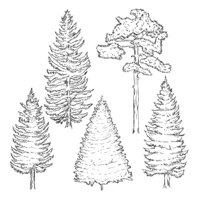 素描松树的向量集